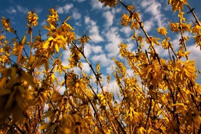Solskensgula forsythia.