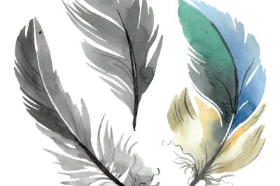 Colorful bird feather from wing isolated. Watercolor...