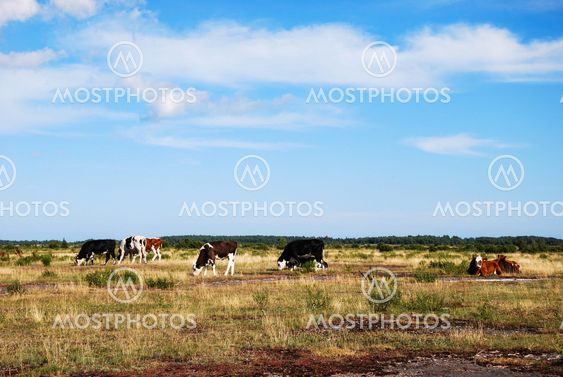 Grazing cattle