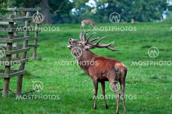 Red Deer Stag Ready for Rutting