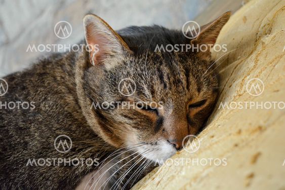 The cat is dozing