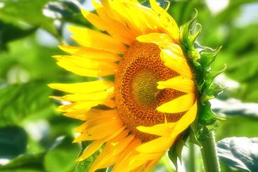 Blooming, nature and sunflowers with growth for closeup,...