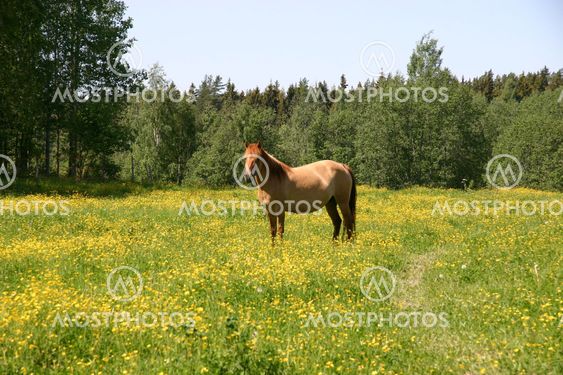 Summer Horse