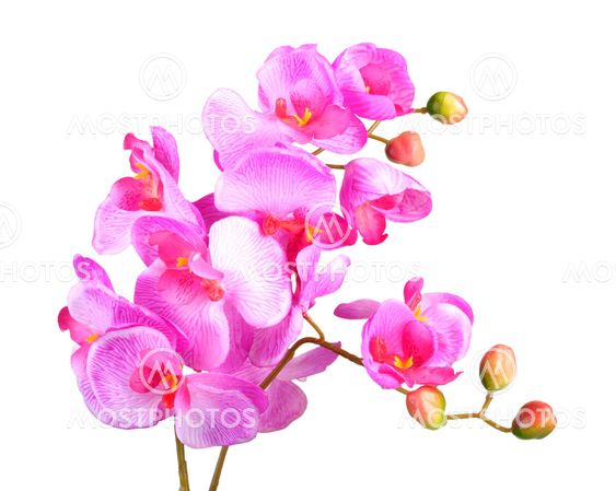 Flowers of pink orchid