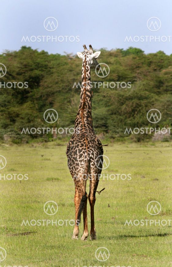 Giraffe (Giraffa camelopardalis)