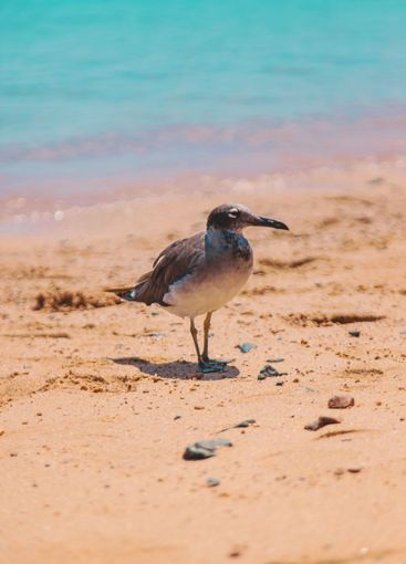 Seagull on the seashore. Selective focus.