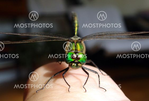 Green Dragonfly