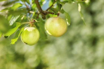 Space, farm and trees with apples in nature for...