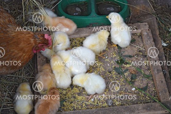 Chicken mother with chickens