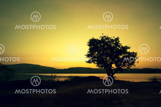 tree on sunsrt background