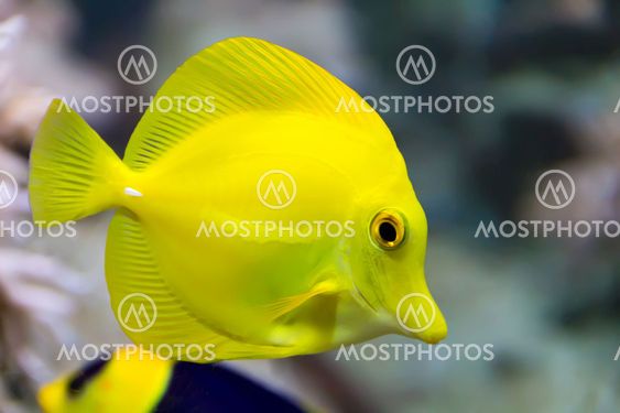 Zebrasoma yellow tang fish