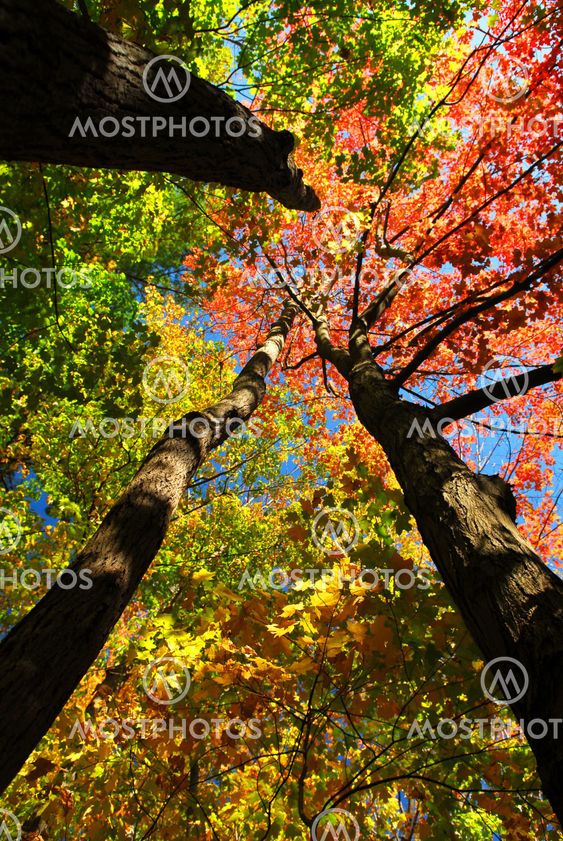 Fall forest