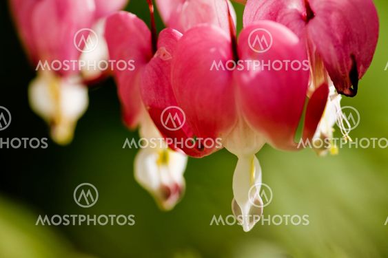 Bleeding Heart Background