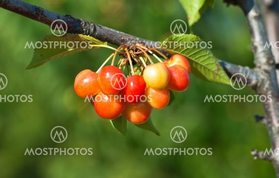 Cherries