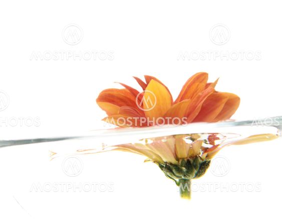 Orange flowers