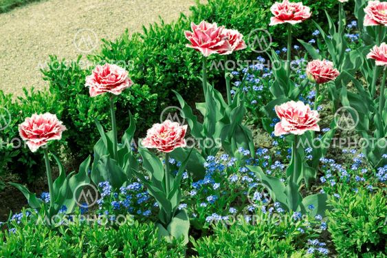 Geometrical flower bed