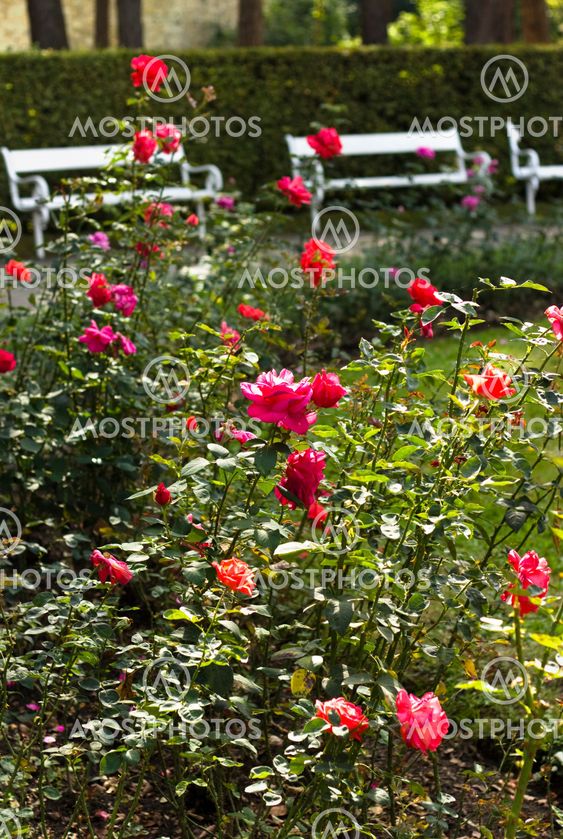 Close up of roses