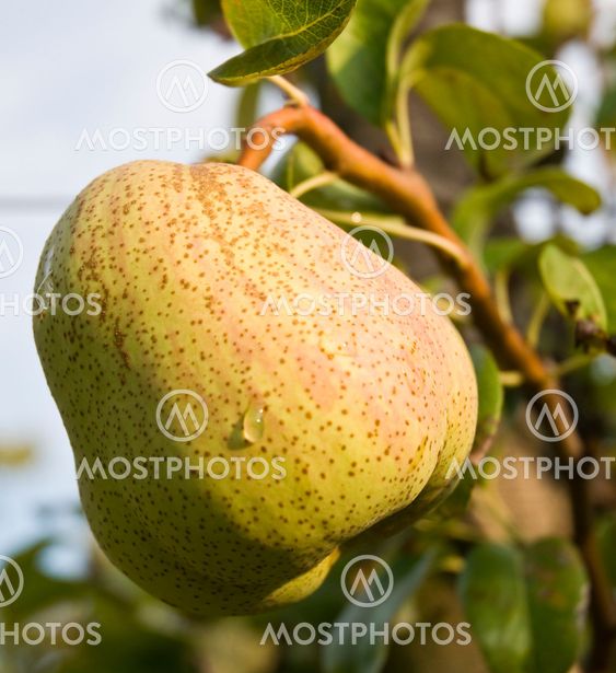 Pear