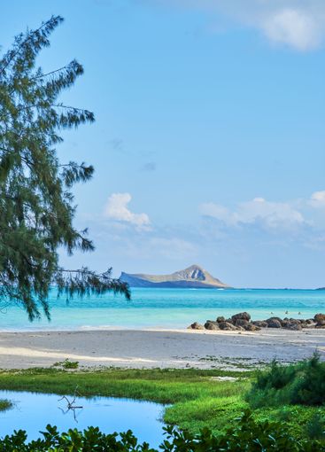 Island, nature and trees with beach horizon for tropical...