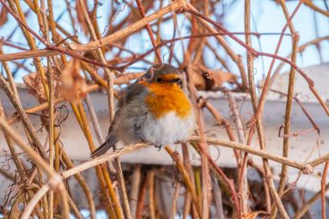 Cute bird the European Robin, Erithacus rubecula....