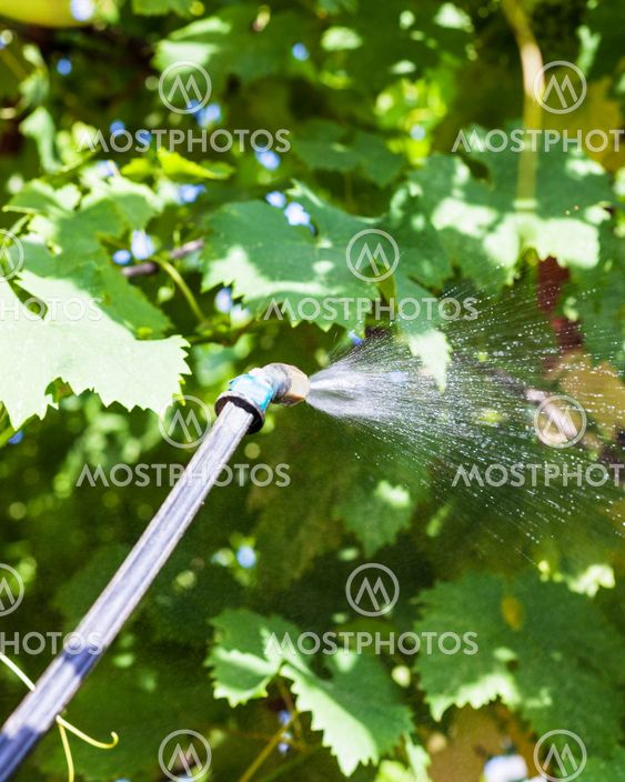 spraying of vine leaves by pesticide