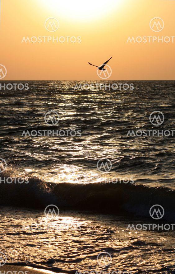 Sunrise over the sea with a seagull