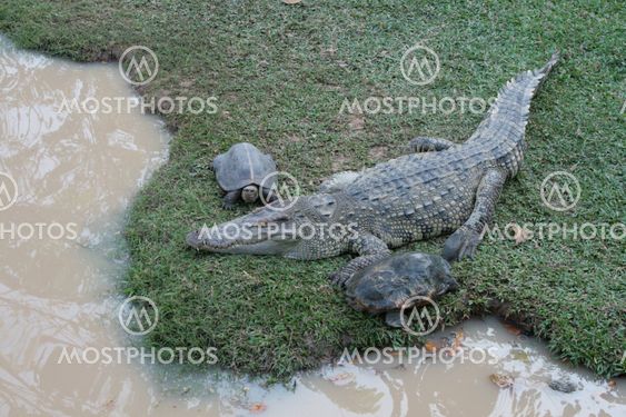 alligator and turtles