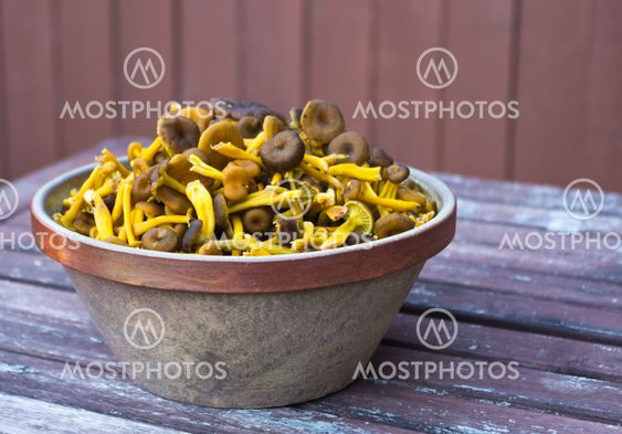 Funnel chanterelles