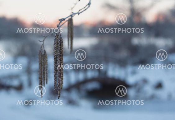 Catkins and old wooden bridge in winter.
