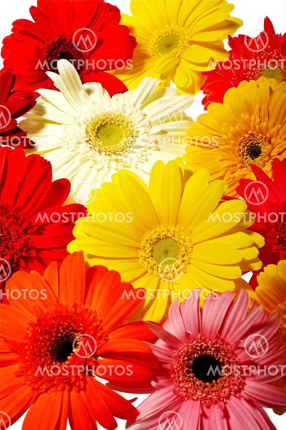 Colorful Gerberas