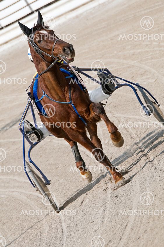 Harness racing