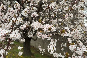Dense white blossoms covering tree branches in spring....