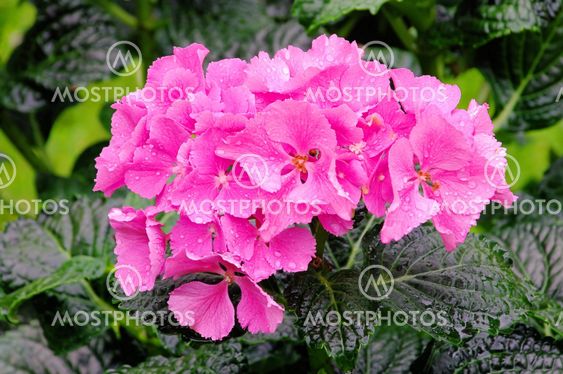 Hortensie - Hortensia 06