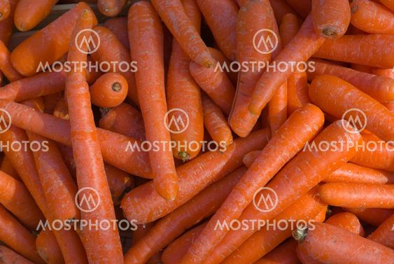 Karotten (Daucus carota ssp. sativus) - Carrots