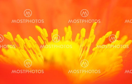 Red Poppy