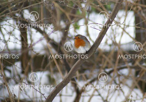 Robin