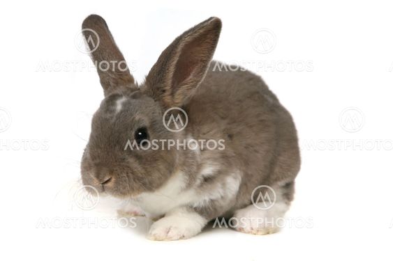 Adorable Bunny on White Background