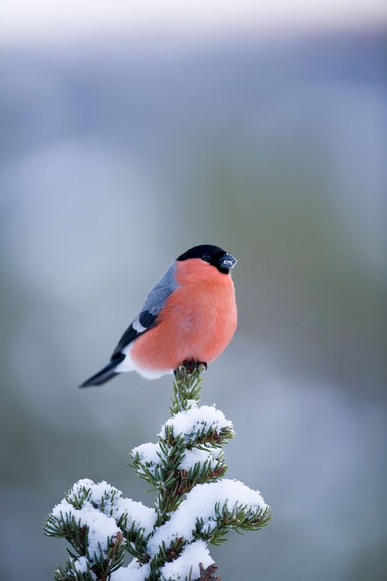 Bullfinch