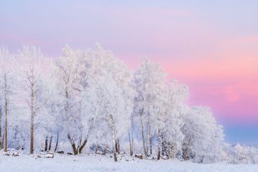 Birch grove with hoarfrost at dusk