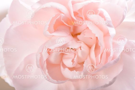 Closeup of pink carnation