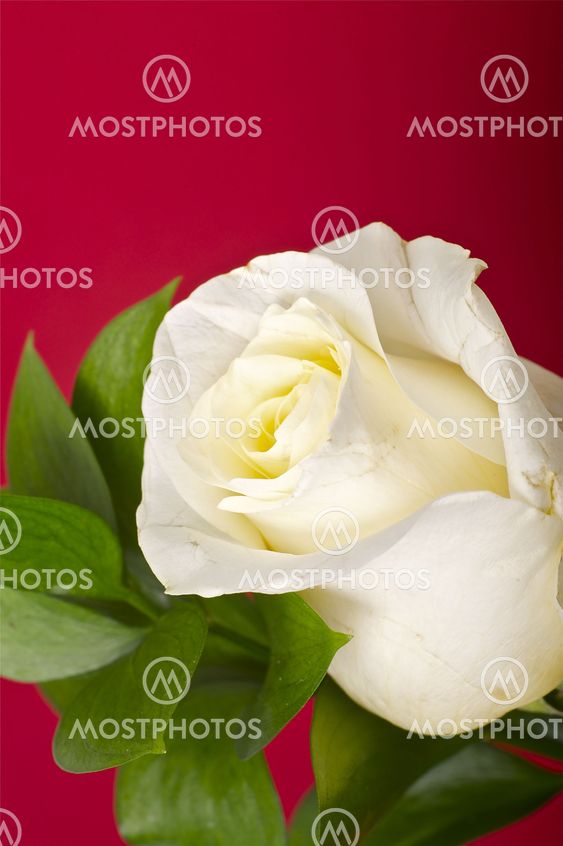 Red Rose
