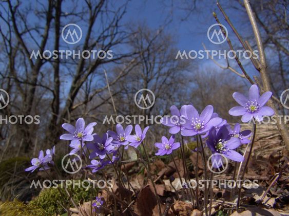 Hepatica flower / blåsippa