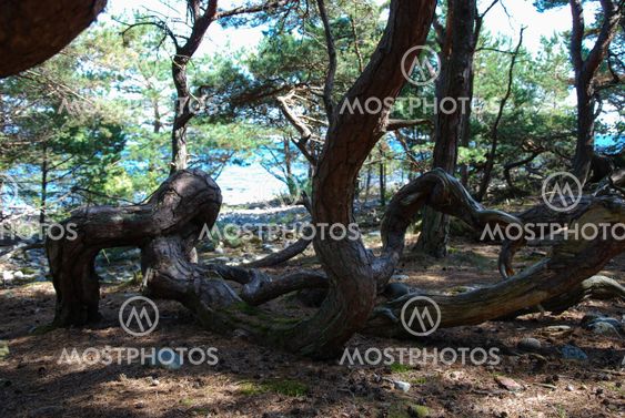 Old windblown coastal forest