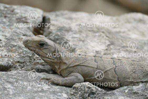Black Iguana Camouflaged Against Rocks
