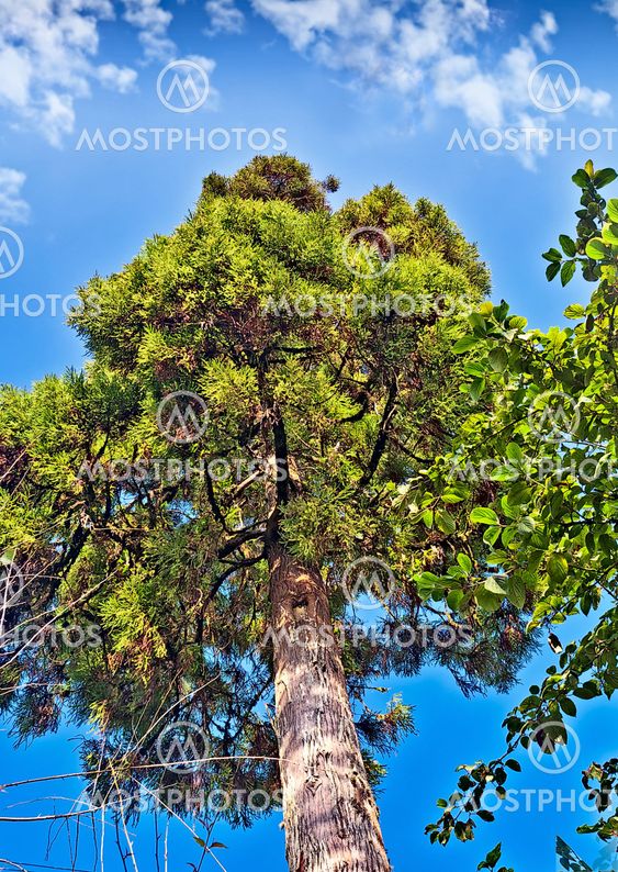 Tall green tree blue sky,white fluffy clouds