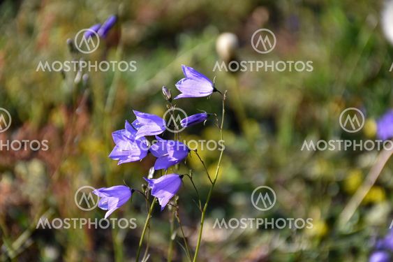 Solbelysta blåklockor i Gårdby sandheds naturreservat på...