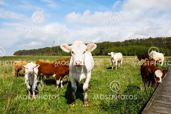 Cattle at a pastureland