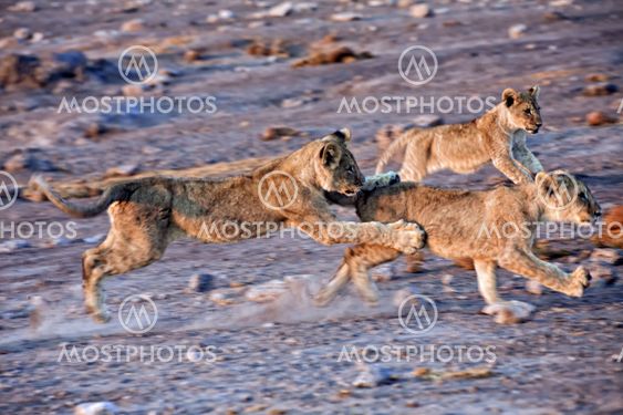 three lion cubs playing at etosha national park namibia africa
