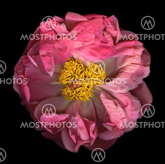Pink Peony