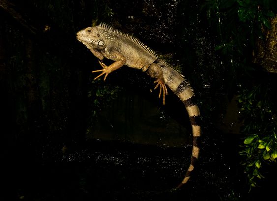 Iguana